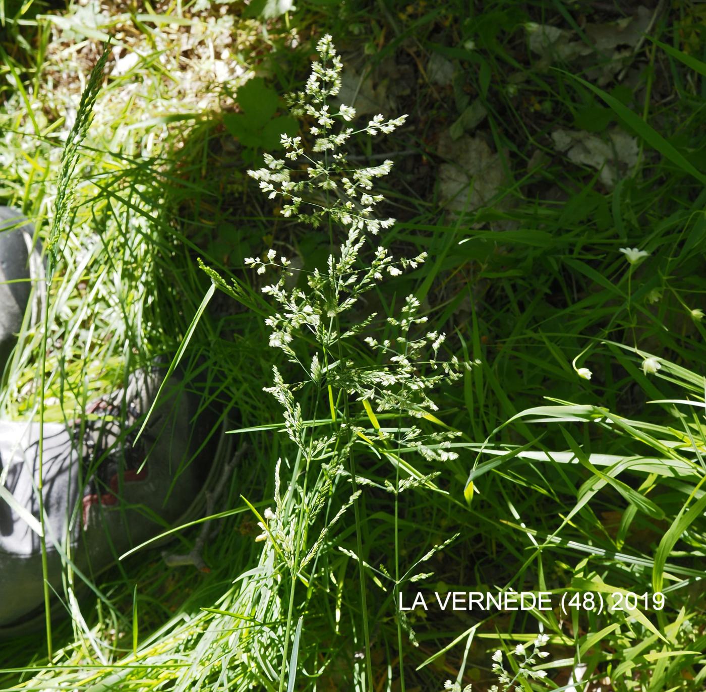 Meadow-grass, Rough-stalked plant